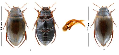 Réf. 294 201 : Agabus dilatatus